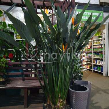 Стрелиция Регина Strelitzia reginae 30/120