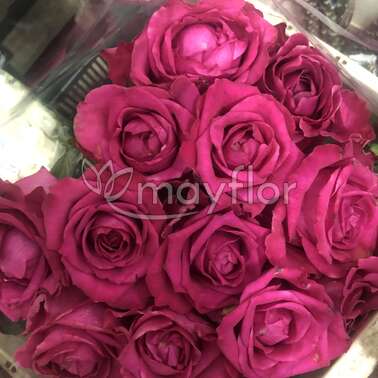 Роза Пурпур 60 ФБ