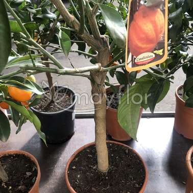 Цитрус Chinotto 21/75 Цитрус Chinotto 21/75