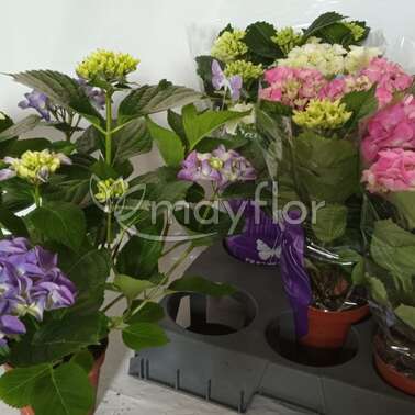 Гортензия Микс 14/40