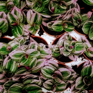 Традесканция Албифлора ALBIFLORA PURPLE JOY 6/15 Традесканция Албифлора ALBIFLORA PURPLE JOY 6/15