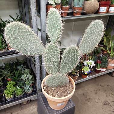 Кактус Опунция Opuntia Pylana 27/95 Кактус Опунция Opuntia Pylana 27/95