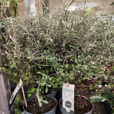 Корокия virgata Maori Green 12/40 Корокия virgata Maori Green 12/40
