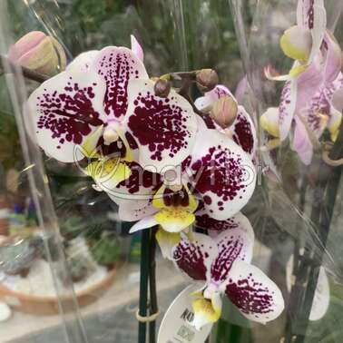 Орхидея Фаленопсис 2 рр Lilac Purple art 12/65