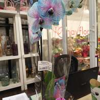 Орхидея Фаленопсис микс  9/35 Голландия