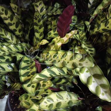 Калатея Ланцетолистная Lancifolia 12/35