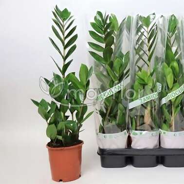 Замиокулькас Замиифолия Zamiifolia 12/55