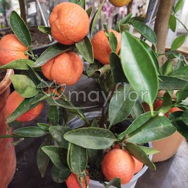 Цитрус Calamondin 15/37