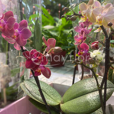 Орхидея Фаленопсис 2 рр Аромио Aromio Floral 12/35