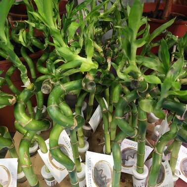 Драцена Лаки Бамбук Lucky Bamboo 5/35
