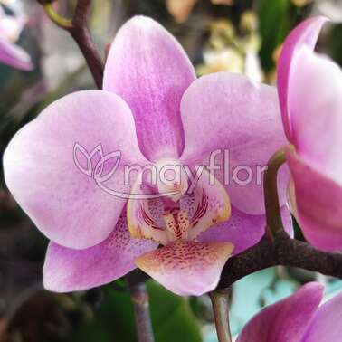 Орхидея Фаленопсис 2 рр Big lip Pink 9/40