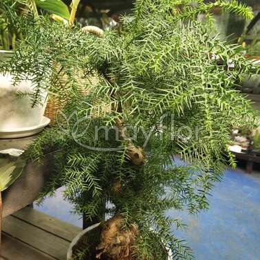 Бонсай Араукария Araucaria Cunninghamii 25/65