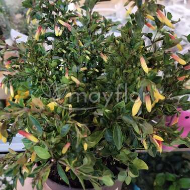 Якобиния Justica Jacobinia pauciflora 13/30 Якобиния Justica Jacobinia pauciflora 13/30