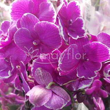 Орхидея Фаленопсис 2 рр Purple Biglip 12/60