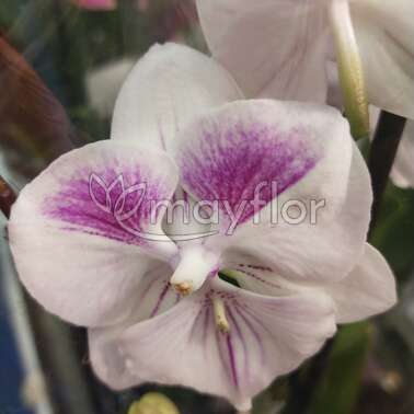 Орхидея Фаленопсис 2 рр wit-pink biglip 12/55