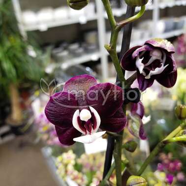 Орхидея Фаленопсис 2 pp Kaoda Twinkle  12/50