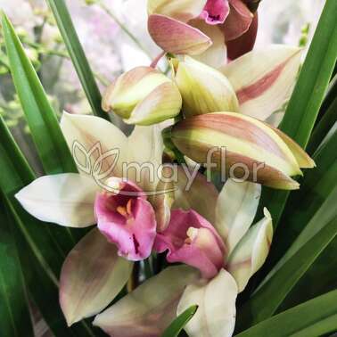 Орхидея Цимбидиум 3-4 pp Harwin 14/60