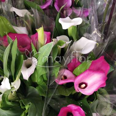 Калла Микс Zantedeschia 13/50 Калла Микс Zantedeschia 13/50