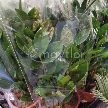 Замиокулькас Замиифолия Zamiifolia 14/45