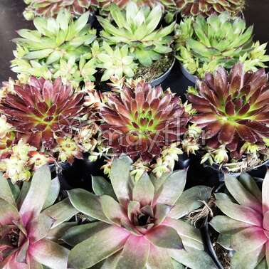 Молодило SEMPERVIVUM ARACHNOIDEUM MIX 6/10