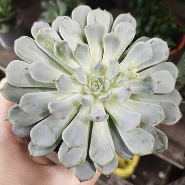 Эчеверия Элеганс Elegans 8,5/10 Эчеверия Элеганс Elegans 8,5/10