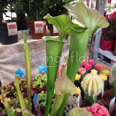 Дионея Сарацения Sarracenia насекомоядный микс 12/30