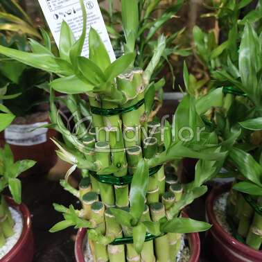 Драцена Лаки Бамбук Lucky Bamboo 13/25