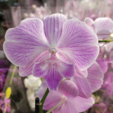 Орхидея Фаленопсис 2 рр Royal Collection 12/55
