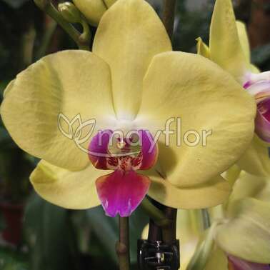 Орхидея Фаленопсис Miraflor 2 pp 12/60