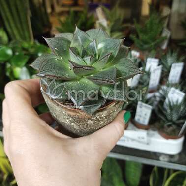 Суккулент Микс 9/15 Суккулент Микс 9/15