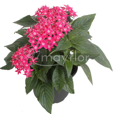 Пентас Пинк Pentas Pink 13/25