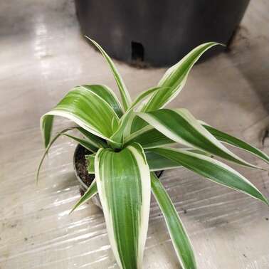 Хлорофитум Микс LD Irish mini variegated 6/15 Хлорофитум Микс LD Irish mini variegated 6/15