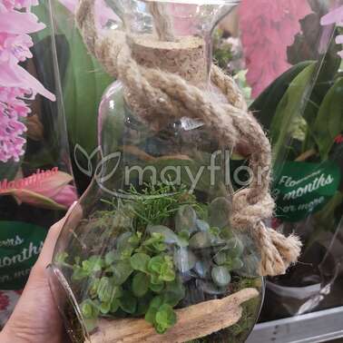 Камерплант Terrarium +Kurk+touw mini Succulentmix 14/25