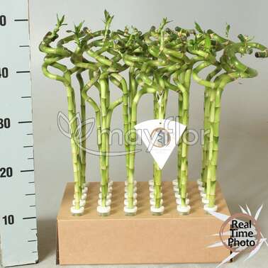 Драцена Лаки Бамбук Lucky Bamboo 5/50