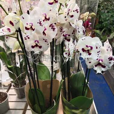 Орхидея Фаленопсис 2 pp white Sparkling KizZ  12/55