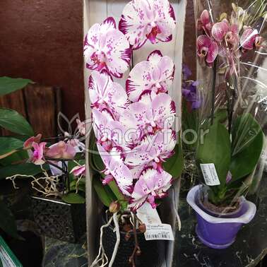 Орхидея Фаленопсис Formidablo white 12/70