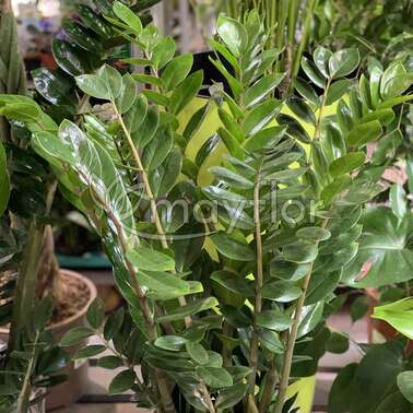 Замиокулькас Замиифолия Zamiifolia 21/100