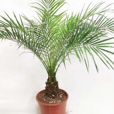 Финик Phoenix canariensis 21/150