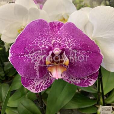 Орхидея Фаленопсис Синголо Arto Marble mixed 9/55