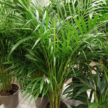 Дипсис Лютесценс Lutescens 24/120