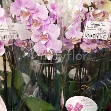 Орхидея Фаленопсис иультифлора 2 pp Beaution 40+ 12/40