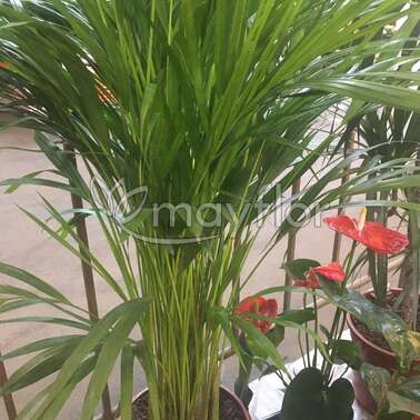 Дипсис Лютесценс Chrysalidocarpus Areca 21/100