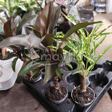 Плант 65312 Микс FERNS MIX 6/15 Плант 65312 Микс FERNS MIX 6/15