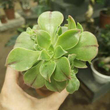 Эониум 7516 AEONIUM HAWORTHII 7/15