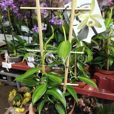 Орхидея Ваниль vanille variegata 12/45