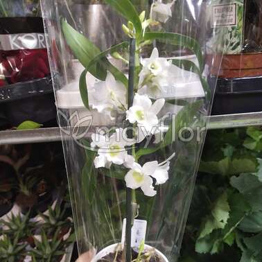 Орхидея Дендробиум Нобиле White Flower Shower 12/45