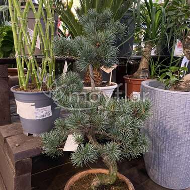 Бонсай Сосна Pinus Pentaphylla Parviflora 22/65 Бонсай Сосна Pinus Pentaphylla Parviflora 22/65