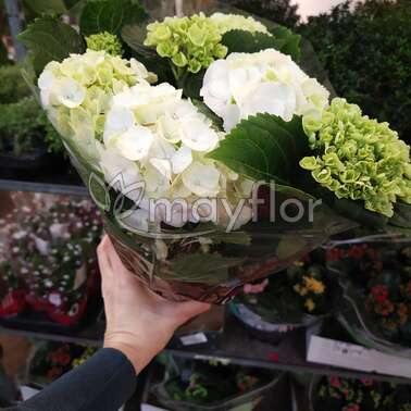 Гортензия Hydrangea микс 13/35