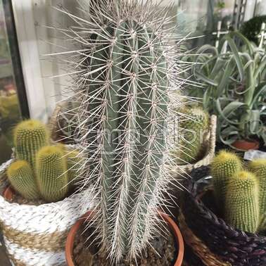 Кактус Пахицереус Прингля Pachycereus pringlei 17/40