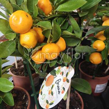 Цитрофортунелла Каламондин  Calamondin 12/30